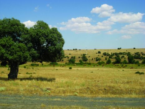 Ganado vacuno en los alrededores del Camino